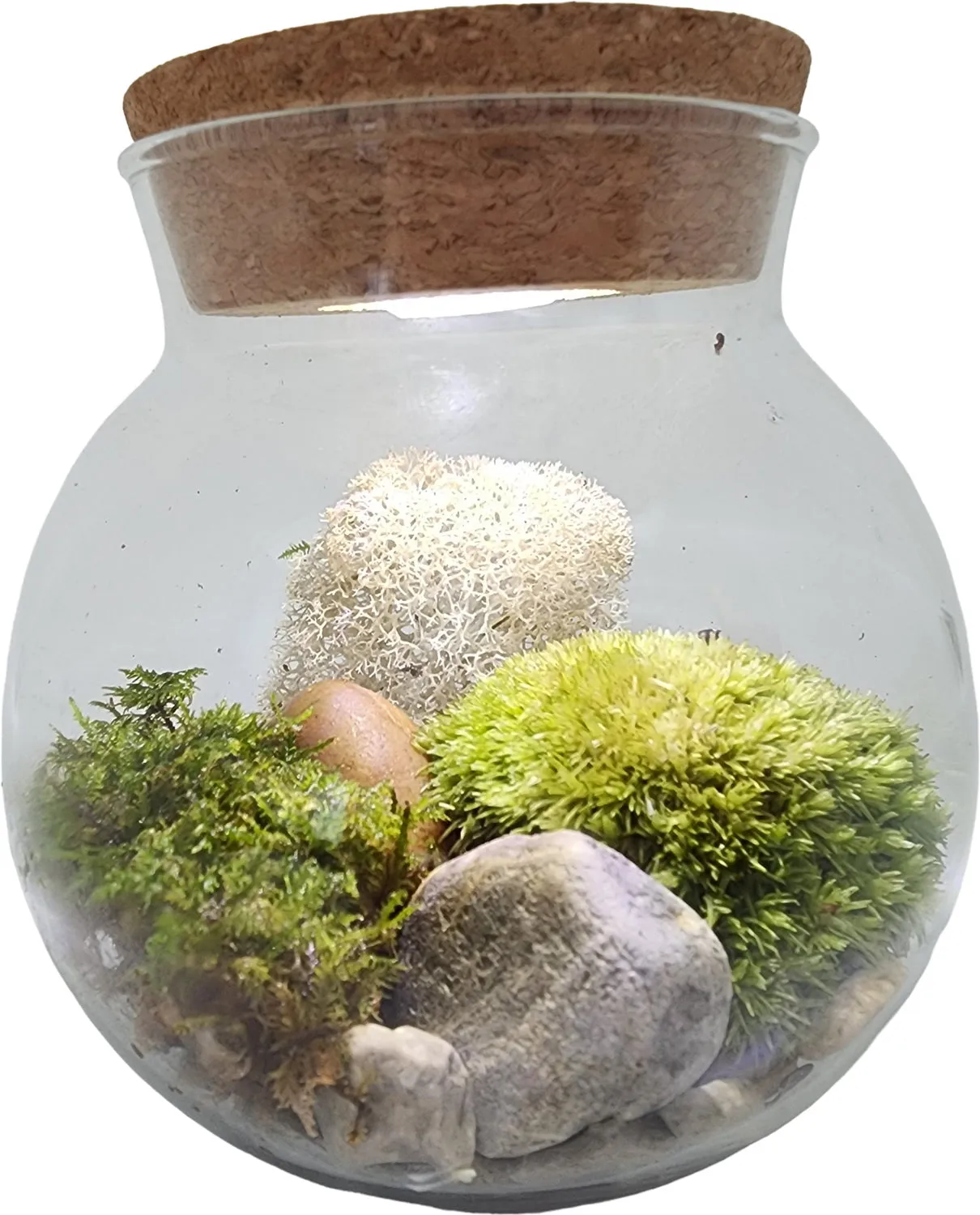 Moss Bowl Grow Your Own Oasis