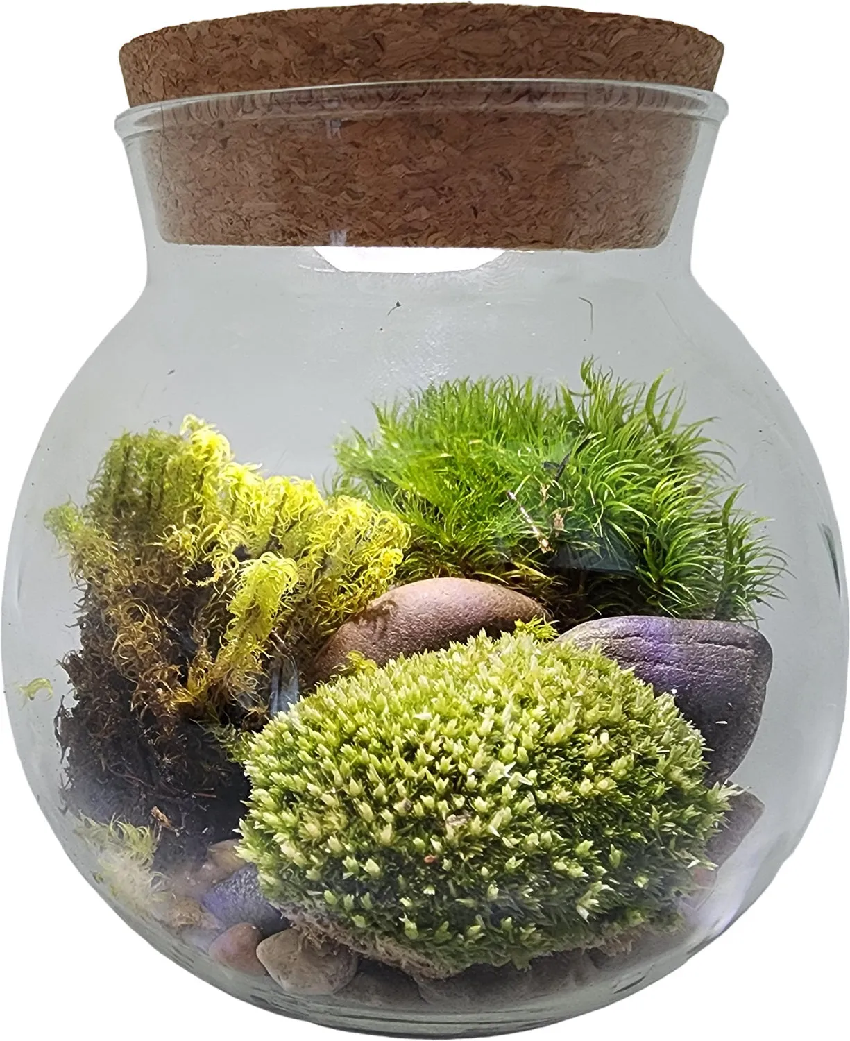 Moss Bowl Grow Your Own Oasis
